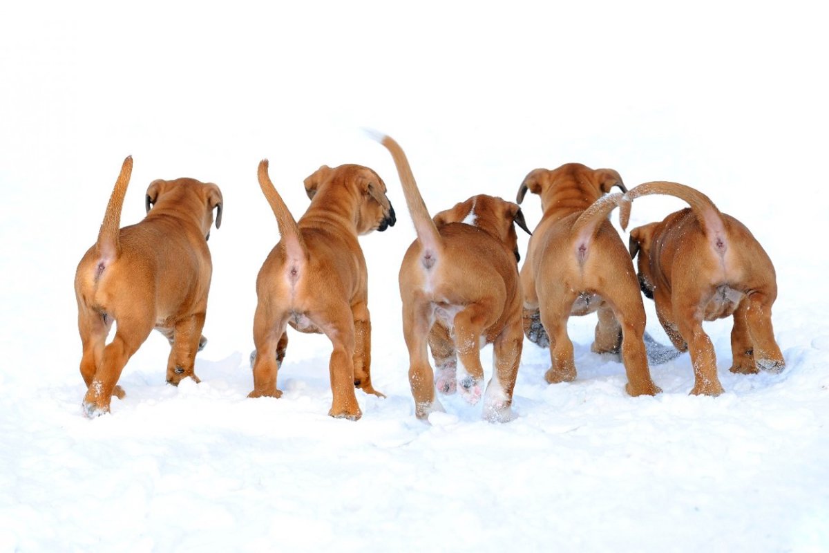 カワイイ♡お尻がプリプリしている犬種4選