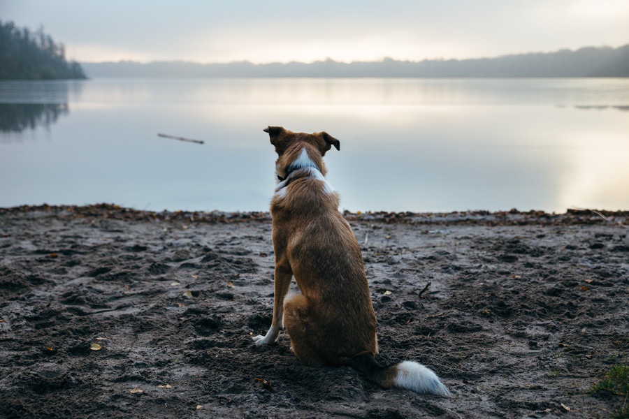 ネガティブな意味を持つ犬の仕草5選