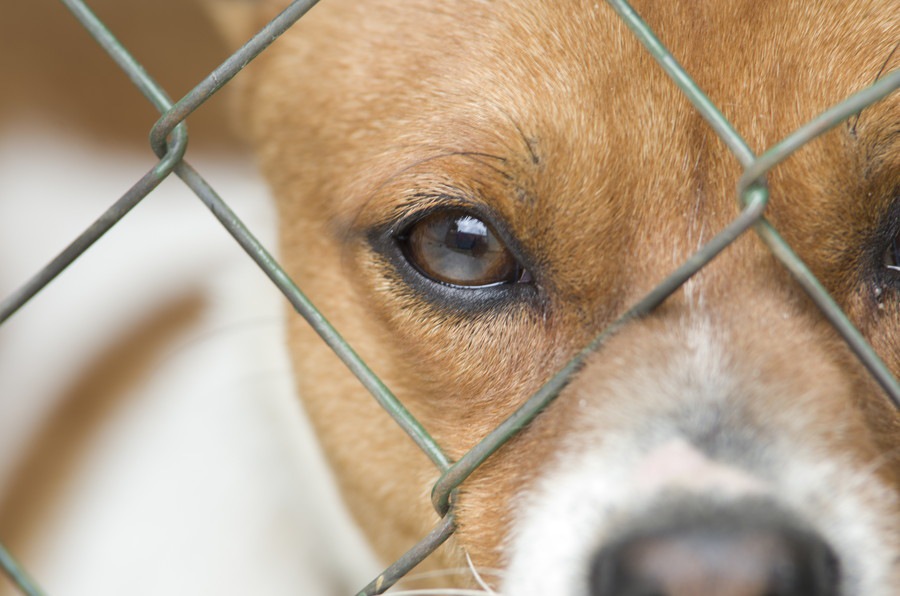 犬は捨てられたとしても、大好きだった飼い主のことをちゃんと覚えている