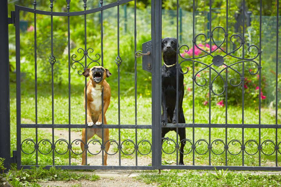 犬が『来客の時に吠えてしまう…』！3つの理由とやめさせるための対処法