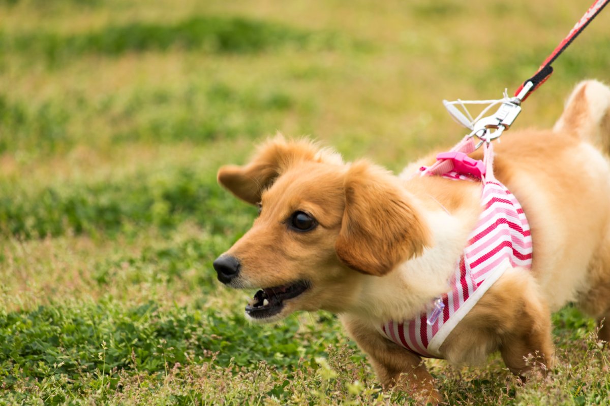 犬の『吠え癖』を解決する方法7選　異常に鳴いてしまう原因とは？知っておくべきしつけのコツまで