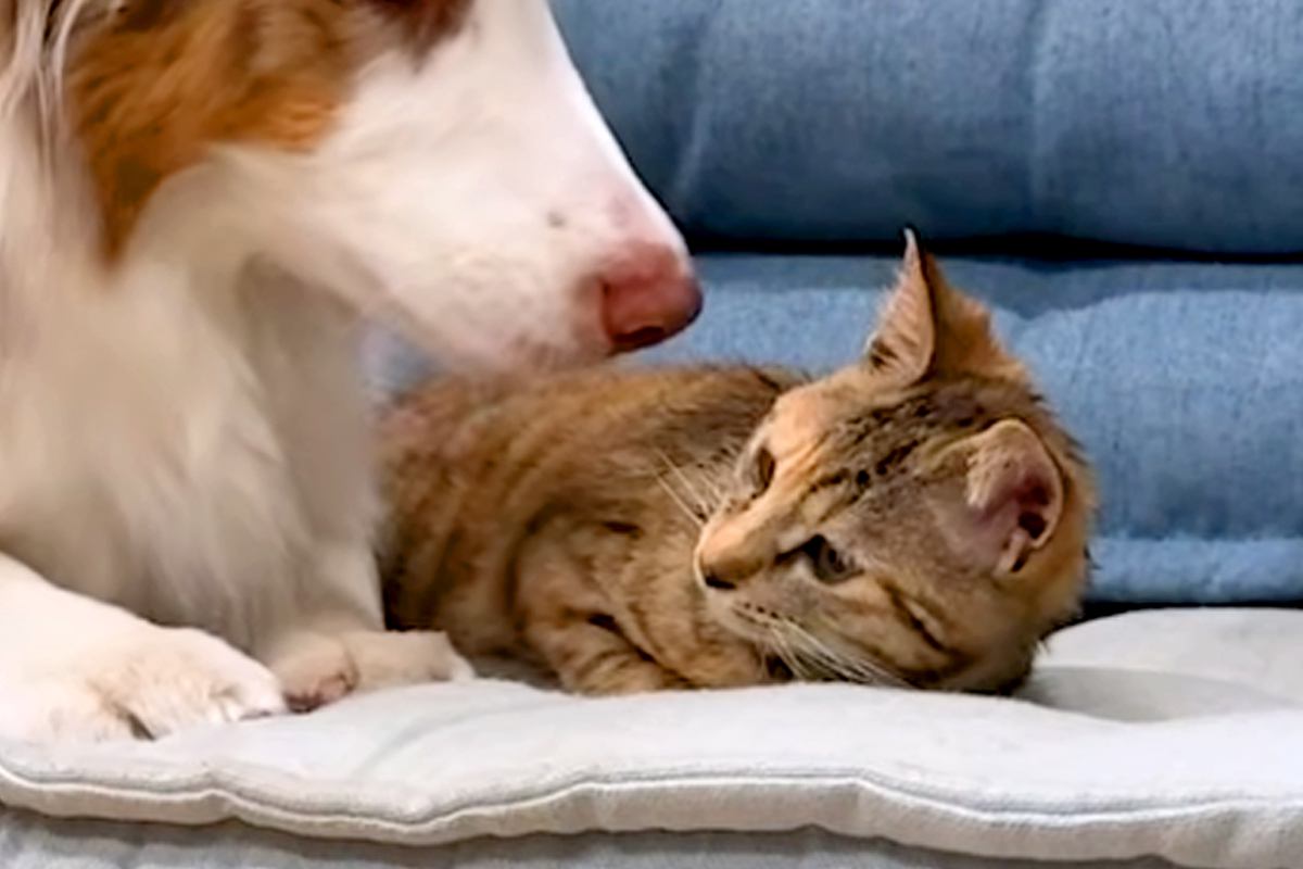 保護猫が家にやってきたら、2匹の犬が喜び過ぎて…想像以上に『愛が重すぎる光景』が29万再生「ゼロ距離で草」「ビショビショで笑うｗｗ」