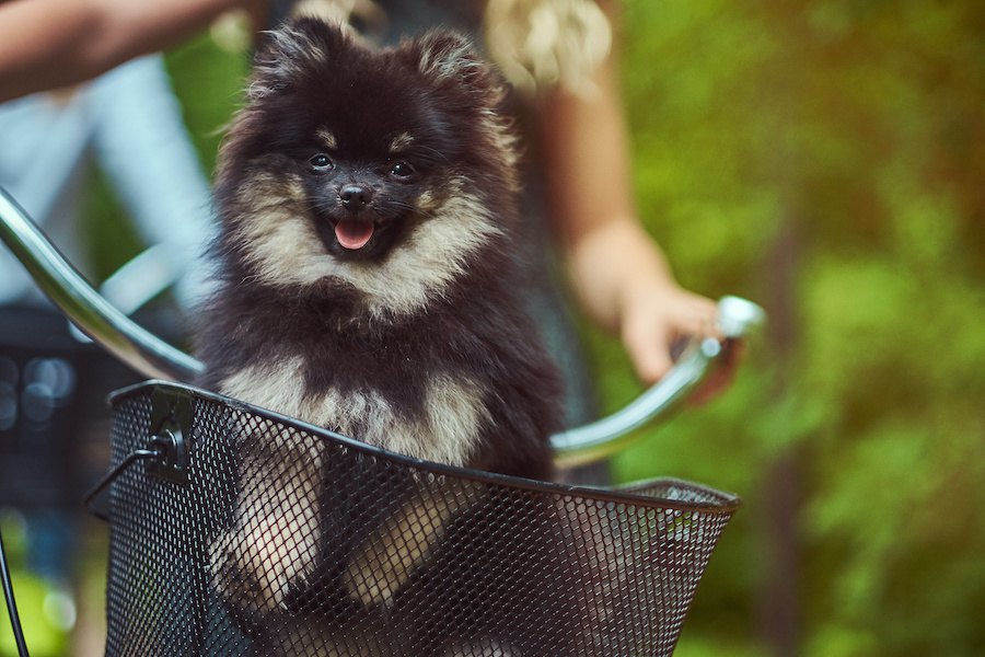 犬を自転車のかごに入れて散歩するのは大丈夫？考えられるリスク４つ