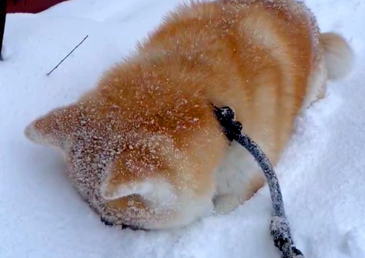 犬の散歩から帰ろうとしたら…雪に埋もれながら『帰宅拒否』する光景に1万7000人が絶賛「意志強くて草」「お風呂浸かってるみたい」