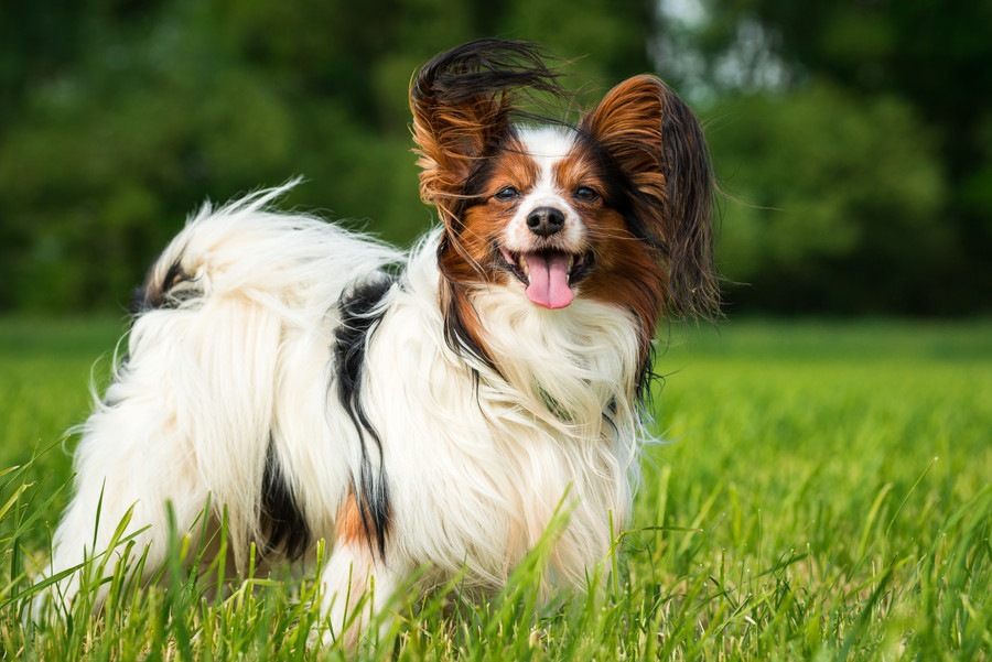 長生きな犬種５選！傾向と長寿の秘訣