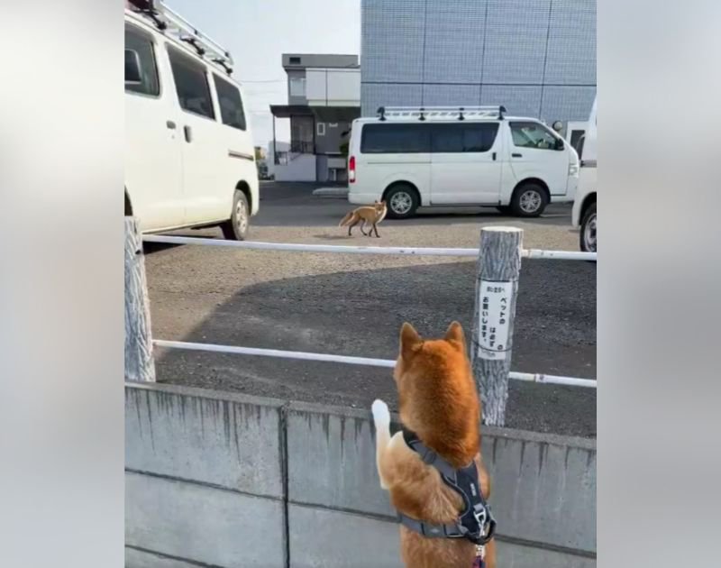 犬との散歩中に『キツネと遭遇』した結果…まさかの展開に1万8000いいねの大反響「鳴いたのキツネなの…？」「え、知らなかった」