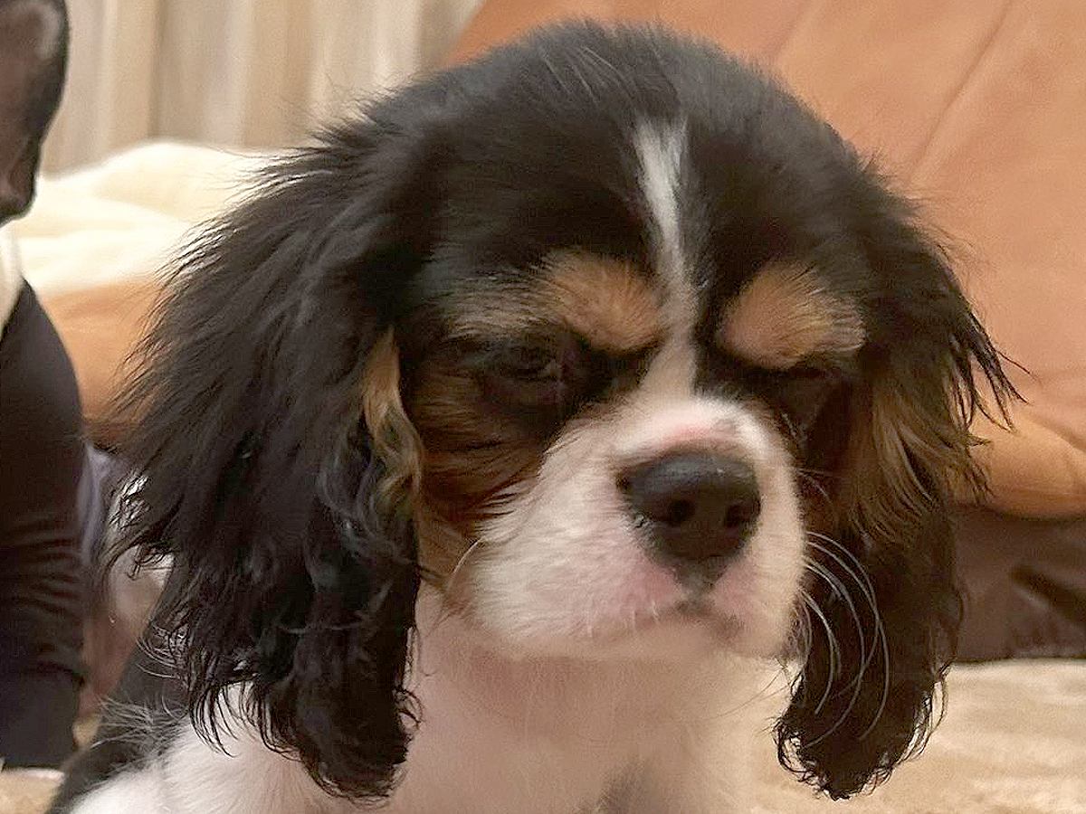 喧嘩のしすぎで雷を落とされた2匹の犬…まるで『人間の子どものような反応』に1万いいね集まる「納得いってなくて草」「反省してないｗ」と爆笑