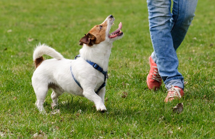 アジリティを愛犬と一緒に楽しめる施設７選【東京】