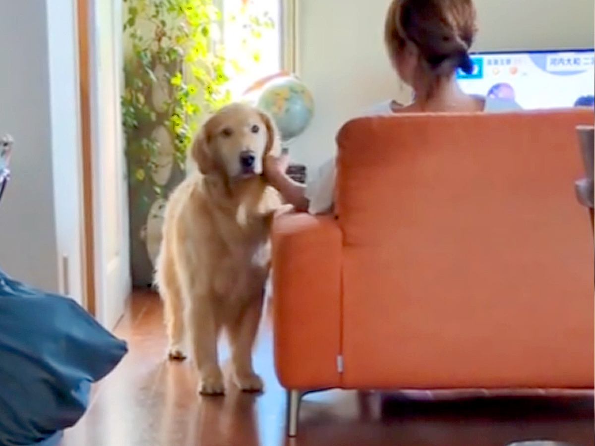 ママに撫でられて嬉しそうな大型犬→パパが『仕事に行ってくるね』と声をかけた結果…『あからさまな態度の違い』が6万再生「塩対応で草」と反響