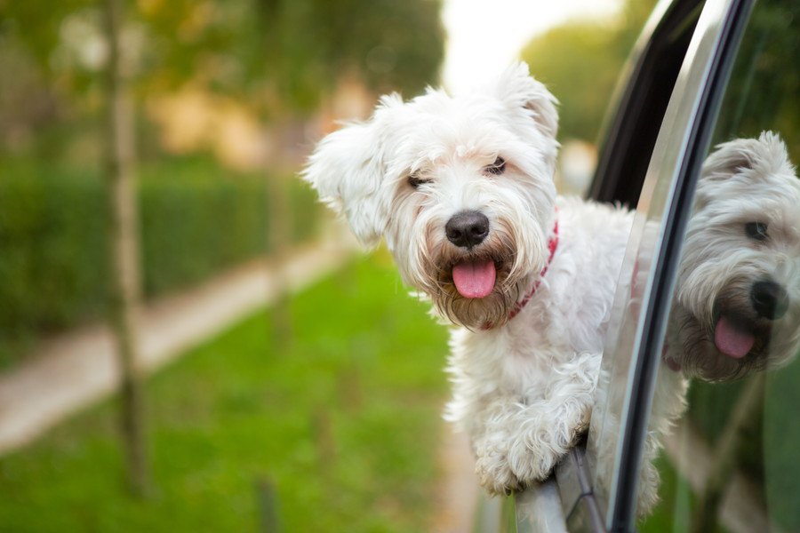 犬を車に乗せる時に絶対NGな行為３つ