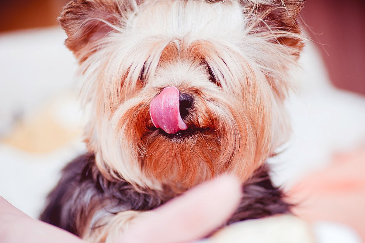 どの子も可愛すぎる…♡「癒し系」な４つの犬種