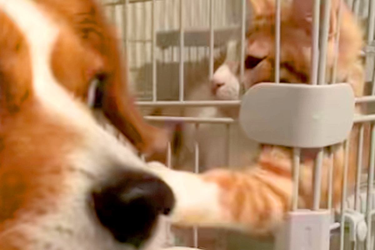 自分で猫に近づいた犬が、なぜかビビりまくり…理不尽すぎる『アニメのような被害者面』が55万再生「ディズニーに出てきそう」「可愛すぎｗ」