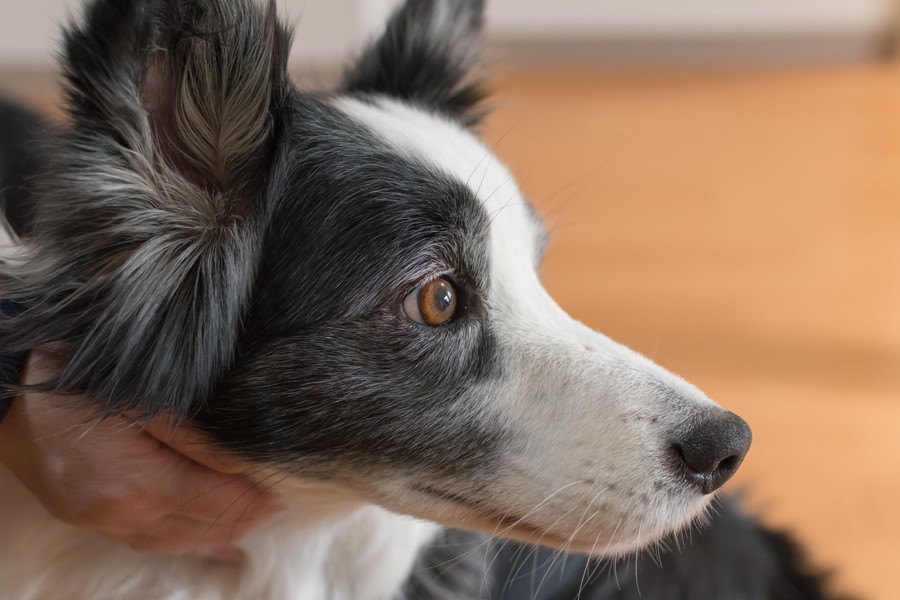 どうして犬は知能が高いのか