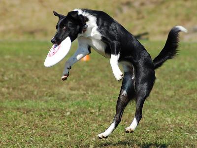 フリスビードッグにはこんな魅力が！愛犬と一緒に体を動かそう(まとめ)