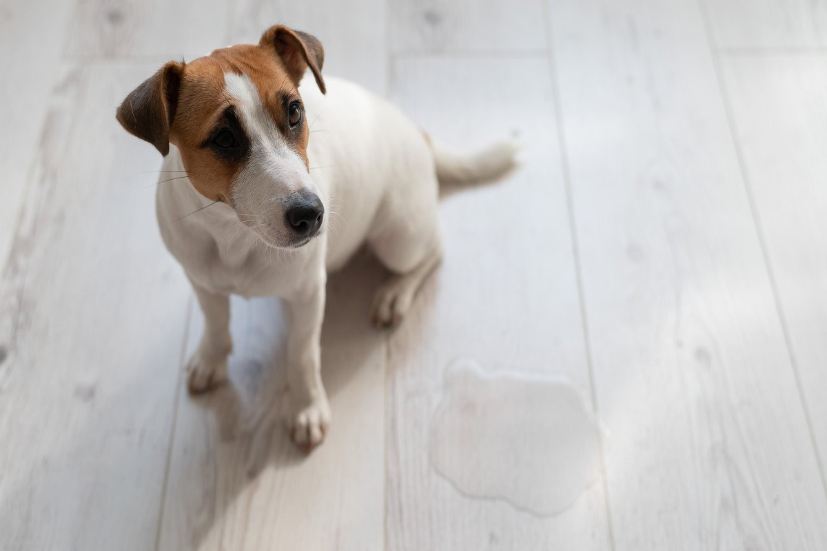 犬がトイレを失敗してしまった時『飼い主のタブー行為』5選　上手なしつけ方法まで解説