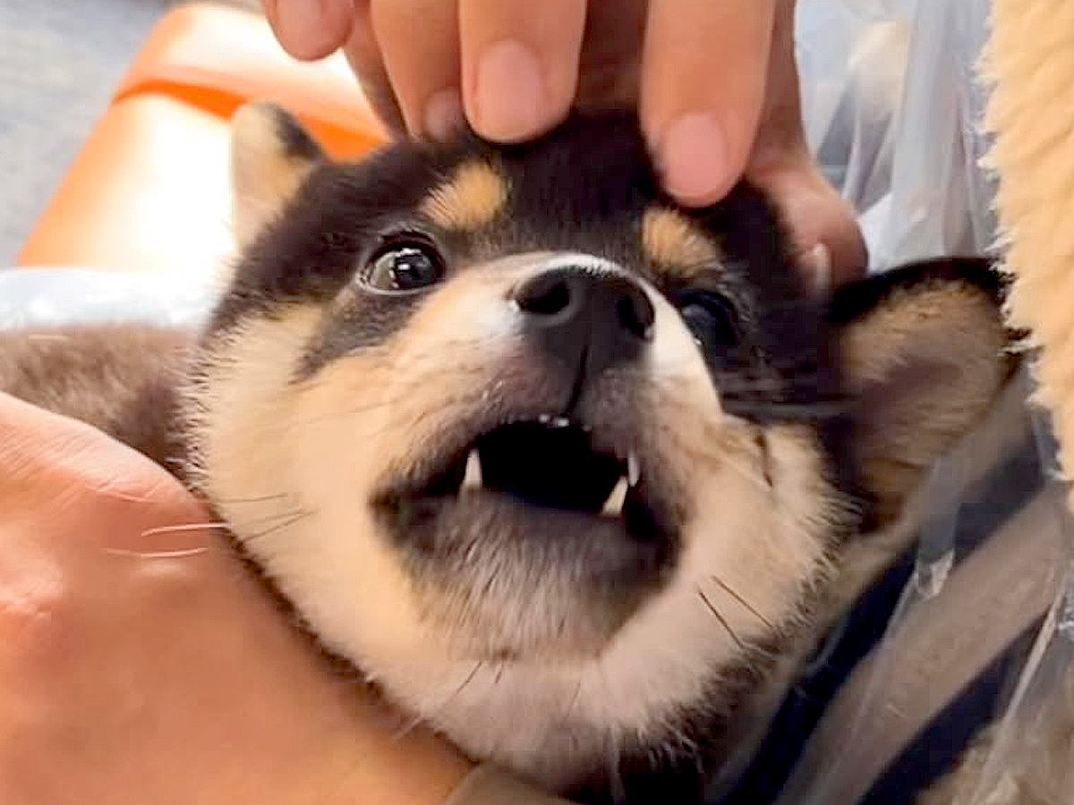 赤ちゃん犬を飼って1年が経過→初めてだらけの暮らしを記録した『尊い軌跡』が4万再生「何回も見ちゃいました」「感動した」と称賛の声