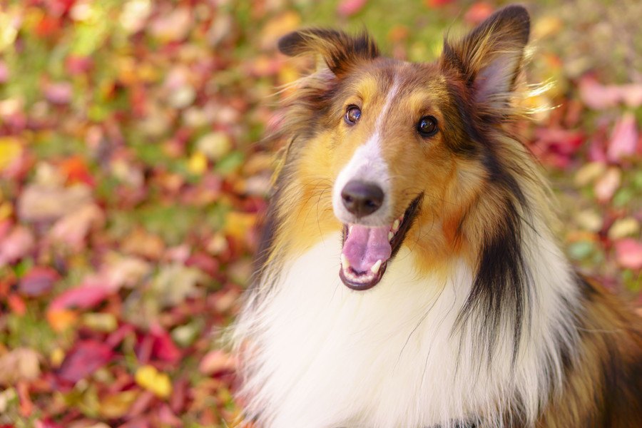 犬はどのくらい昔のことまで記憶できるの？