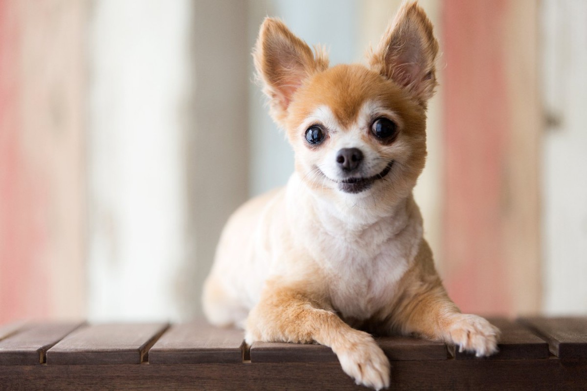 犬の命を削る『絶対タブーな行動』3選　ペット の気持ちを考えた飼育を