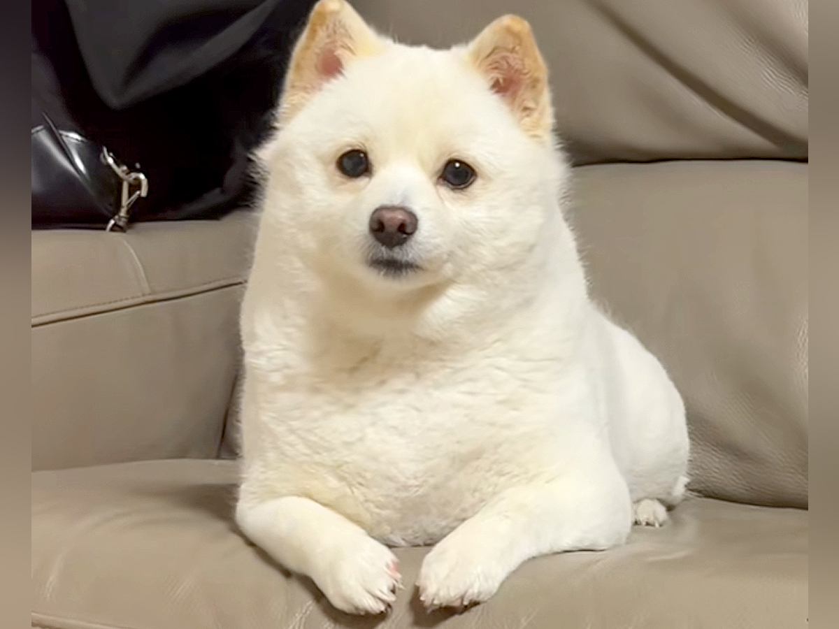 『バースデーソング』を犬に歌ってみた結果→１年前のことを覚えていて…頭がよすぎる『まさかの反応』が148万再生「顔が優勝」「賢い」と絶賛