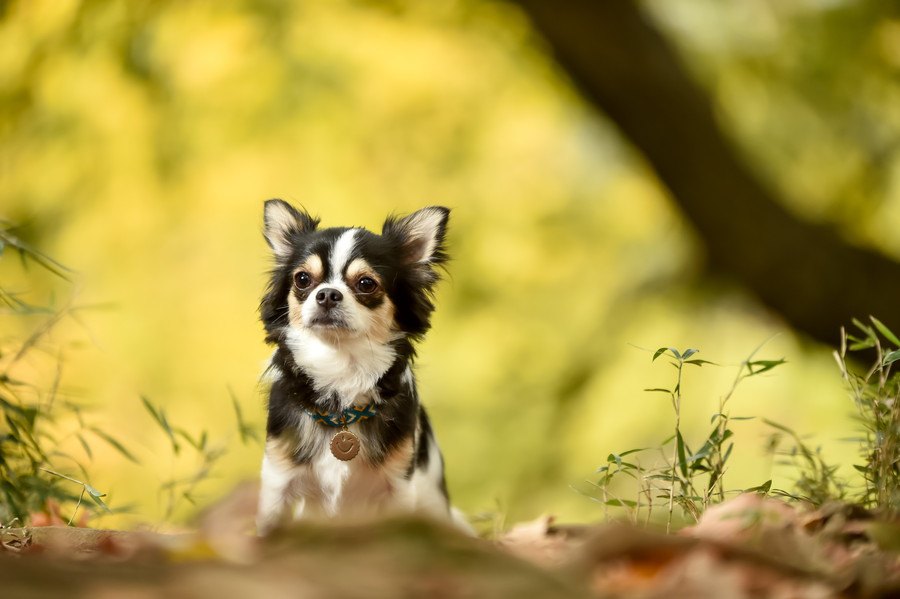 犬に絶対食べさせてはいけない『秋の食材』３選