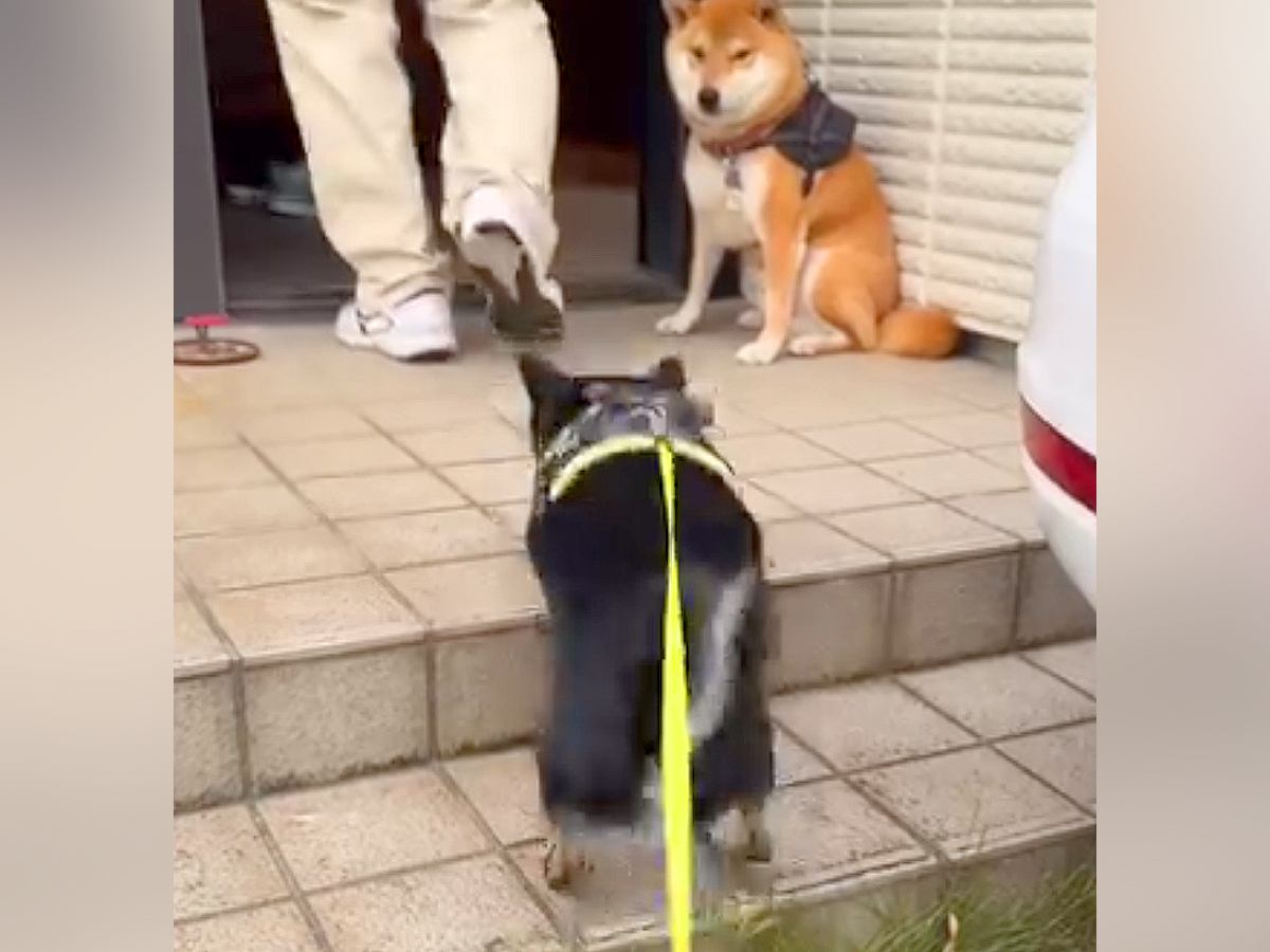 散歩中、近所のおじさんを見つけた犬→大好きが溢れてしまい…思わず笑う『まさかの行動』に「お友達はスルーｗ」「戸惑ってて草」と16万再生