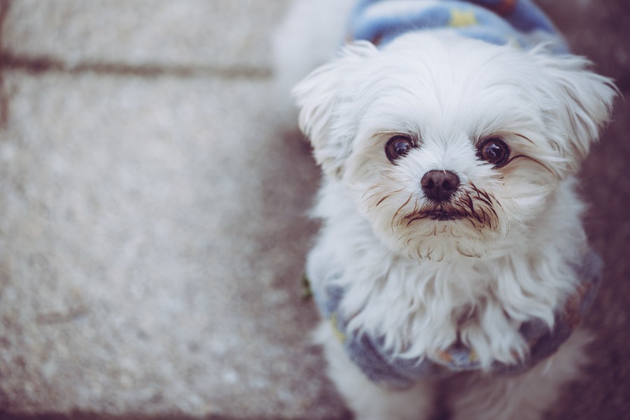 犬は「初めての場所やもの」にストレスを感じやすい？