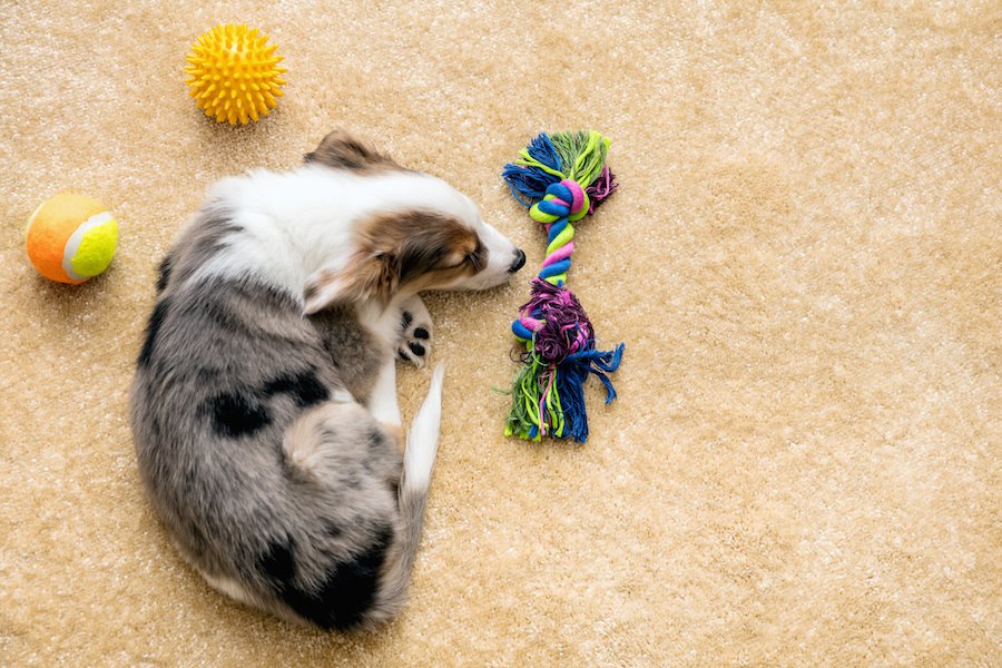 犬が背中を曲げて猫背に！主な原因や考えられる病気まで