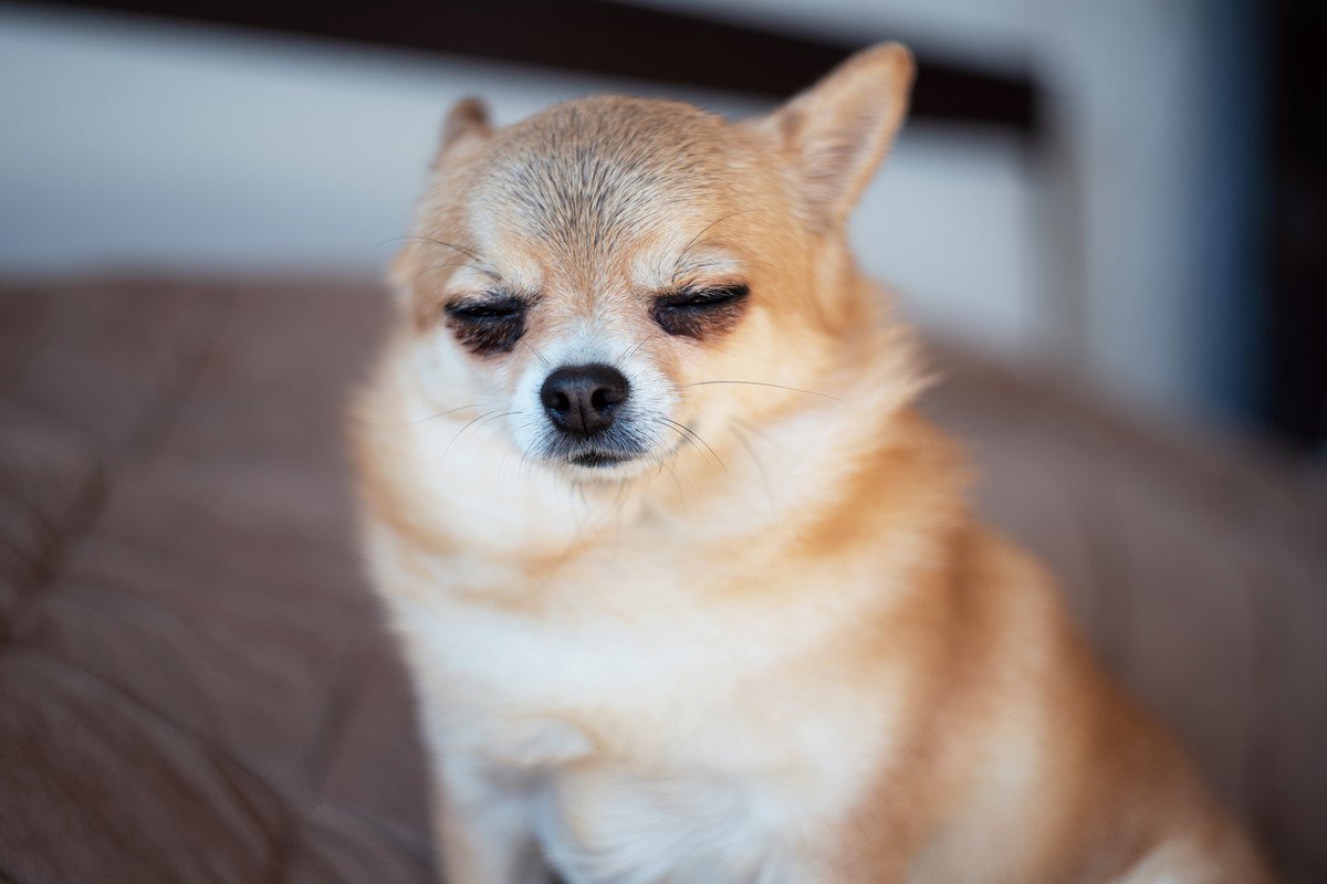 犬の涙やけが悪化する『絶対NG行為』4選　普段からできるおすすめのお手入れ方法まで