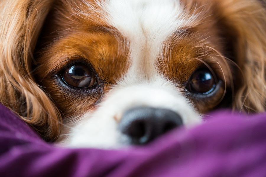 犬がドライアイになる原因と症状、予防法まで