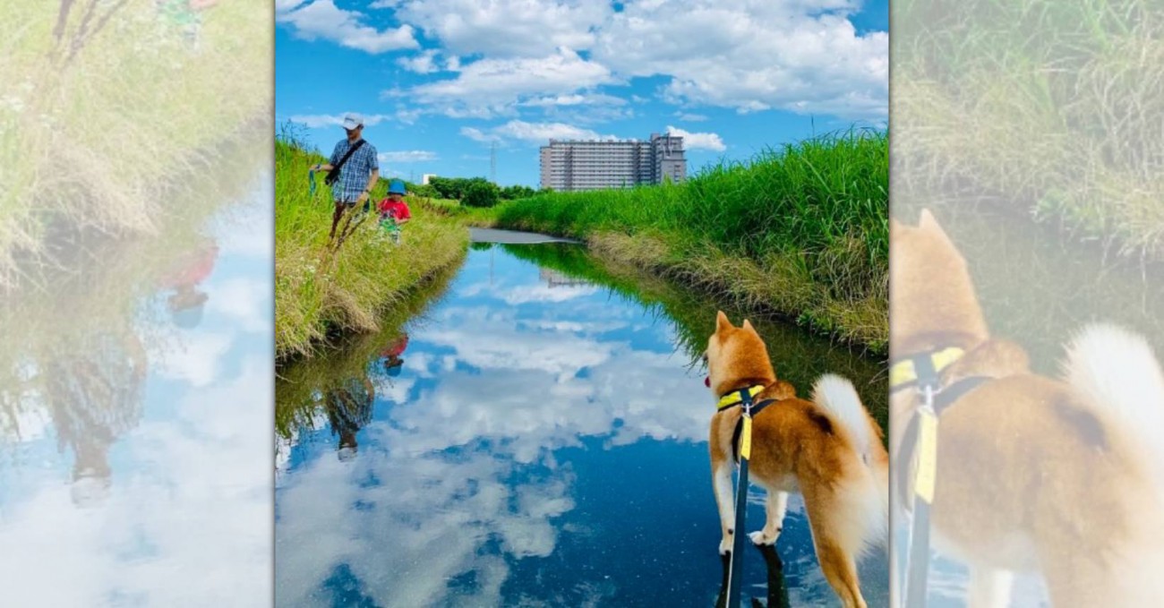 どうなってるの？幻想的な雰囲気の中で佇む柴犬さん奇跡の1枚