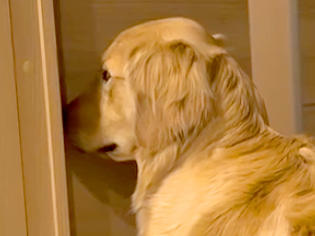 夜、お散歩の催促をする大型犬→お父さんに向かって…絶対に断れない『圧をかけまくる光景』が56万再生「感情ダダ漏れｗ」「無視できない目力」