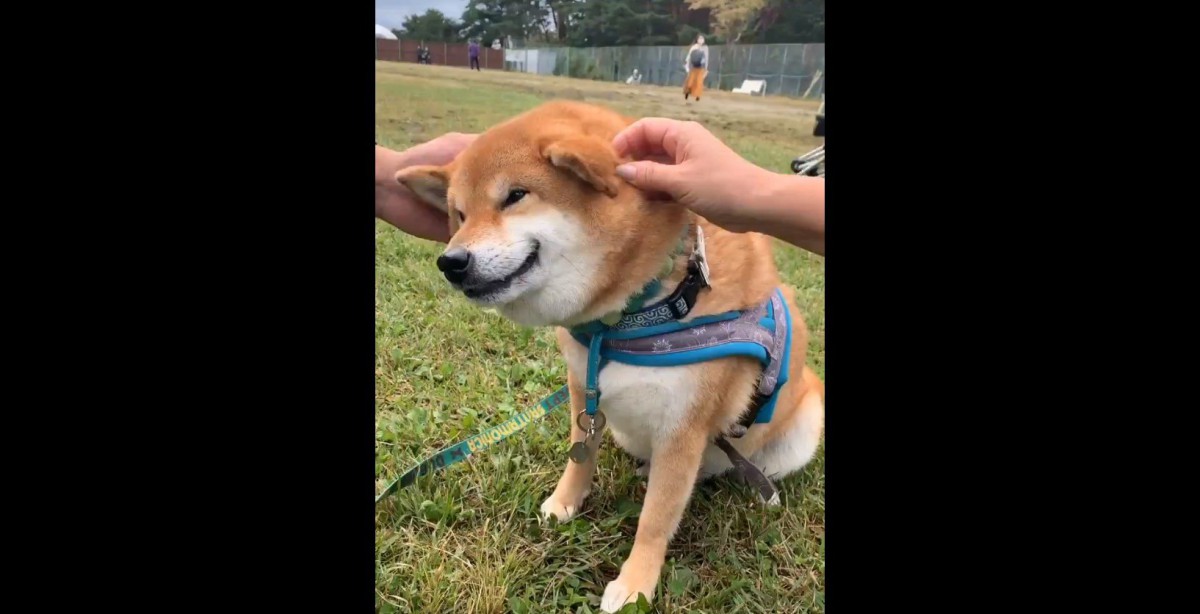 ２人がかりのマッサージに思わず『にっこり』してしまう柴犬さんが話題♡