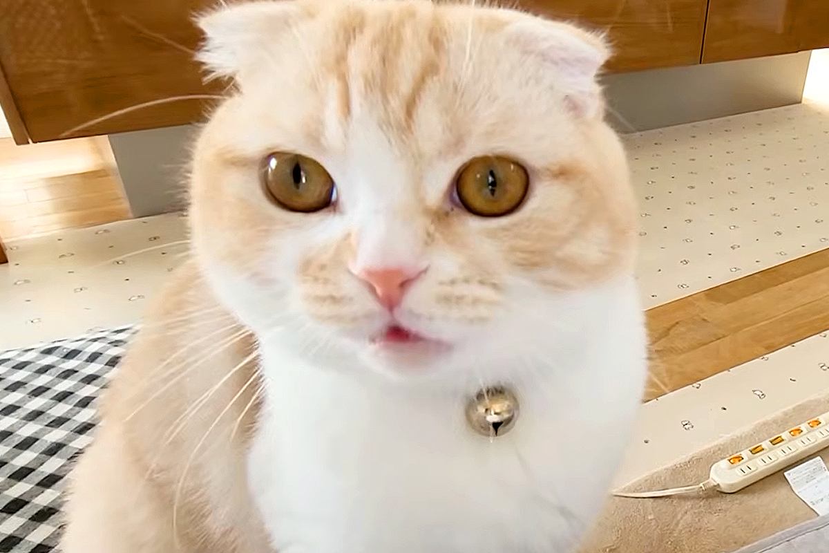 話しかけてきた猫を無視した結果→事態を察した『大型犬』が近づいて…まさかの光景が43万再生「言いたいことがわかるんだ」「いつでも味方」