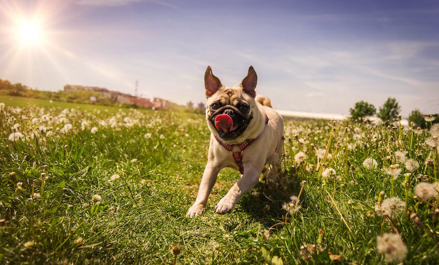 犬が鼻をブーブー鳴らす時の心理４選！もしかしたら体の不調かも…？