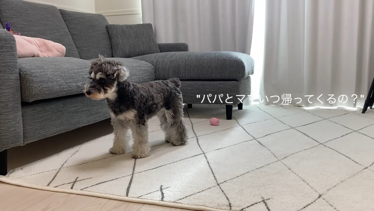 「寂しがる姿に胸が締め付けられる…」愛犬のお留守番を隠し撮り！いい子の殻を破ってイタズラをするお茶目な姿にも大反響