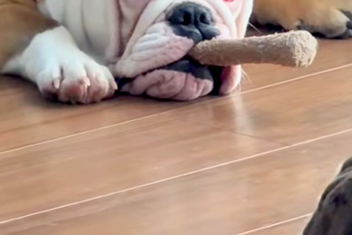 『葉巻吸ってるやろｗｗ』子犬に木のおもちゃを与えてみたら…生後7ヶ月とは思えない『悪すぎる顔』が75万再生「ボス感ｗ」「敬語使っちゃう」
