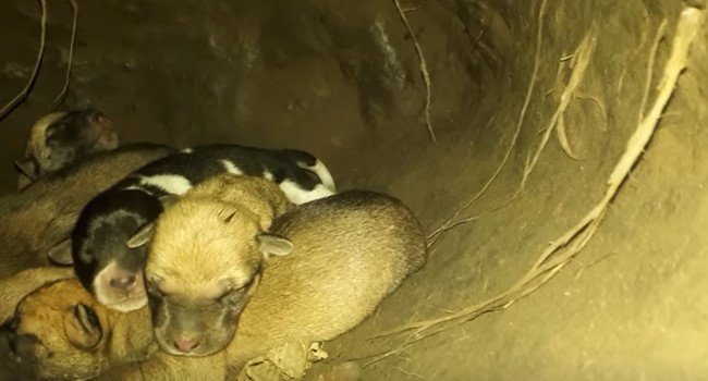 草地の穴から子犬たちの声が…大雨で水浸しになる場所から保護