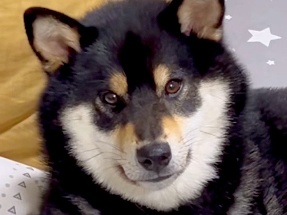 散歩拒否した犬をお迎えに→帰宅後、ご飯を食べたあとに…もはや王様？『とんでもない態度のデカさ』が185万再生「肘ｗｗ」「喧嘩売ってて草」