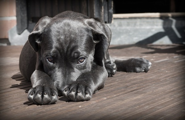 犬の尿が原因で起きた事故 私たち飼い主にできる事とは