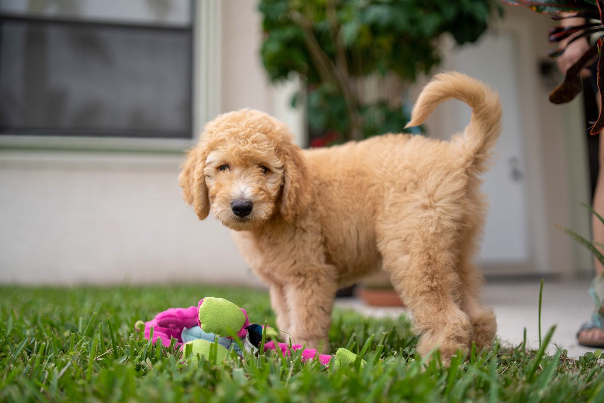 犬が遠い場所からあなたを見つめてくる理由6選　主な心理や理由別に飼い主がすべき応え方とは