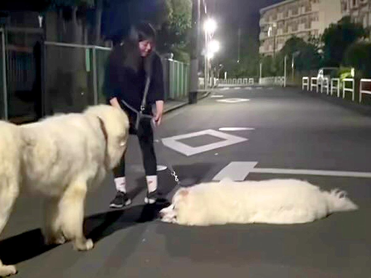夜、超大型犬とお散歩→突然歩かなくなり…絶望すぎる『悲劇的な展開』が1611万再生の大反響「ダイナミックｗｗ」「どうしようもないｗ」
