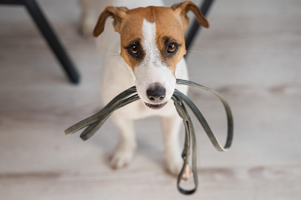 犬が不満に思う『散歩方法』5選　愛犬に満足してもらうためにできる対処法とは？