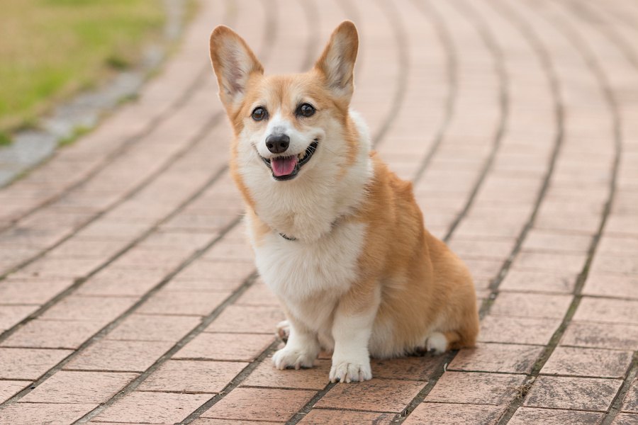 犬の多頭飼いがしたい！二匹目を迎えるタイミングと注意点