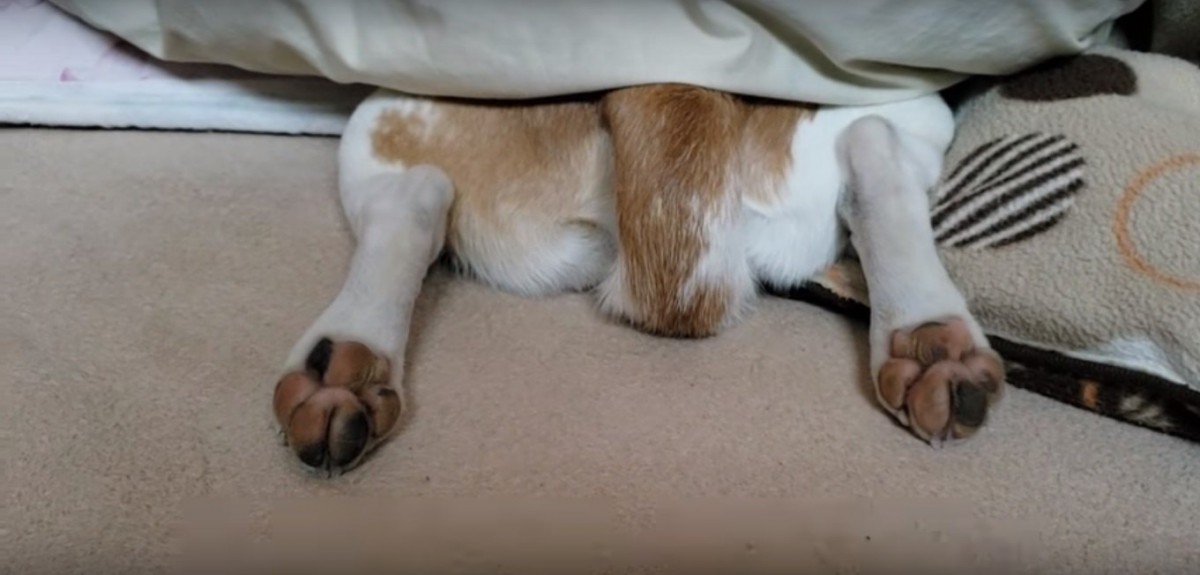 寝ているだけで可愛い！飼い主を喜ばせる天才のワンコ