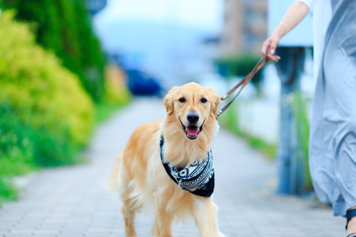 犬の散歩の『ダブルリード』って意味あるの？愛犬の命を守る2つの効果とは