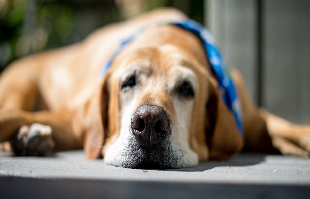 犬が『クッシング症候群』になっている時に出る症状3選