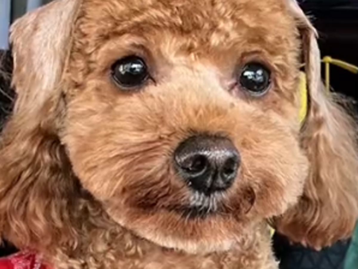 『犬をモヒカンにしてほしい』とオーダーした結果…思っていたのと違う『衝撃的すぎる髪型』が144万再生「ツボったｗ」「遠い目してて草」