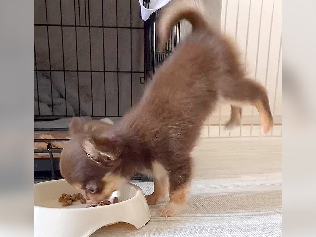 赤ちゃん犬が『ご飯に夢中になりすぎた』結果…まさかの体勢で食事をする光景が46万再生「なぜそうなった」「かわいすぎるｗ」驚きと悶絶の声