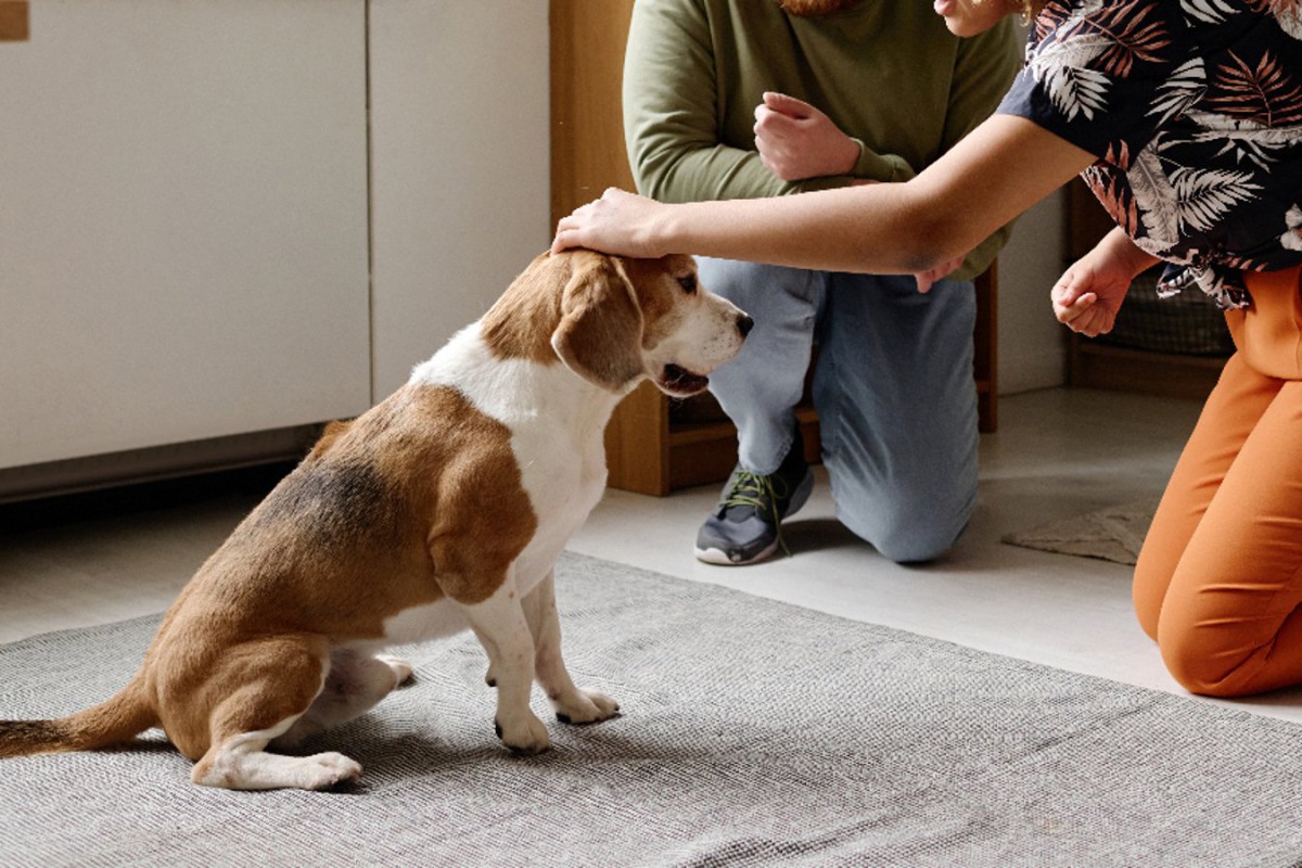 犬があなたに怯えてしまう『絶対NG行為』5選　トラウマになる可能性も…恐怖を感じさせない接し方とは？