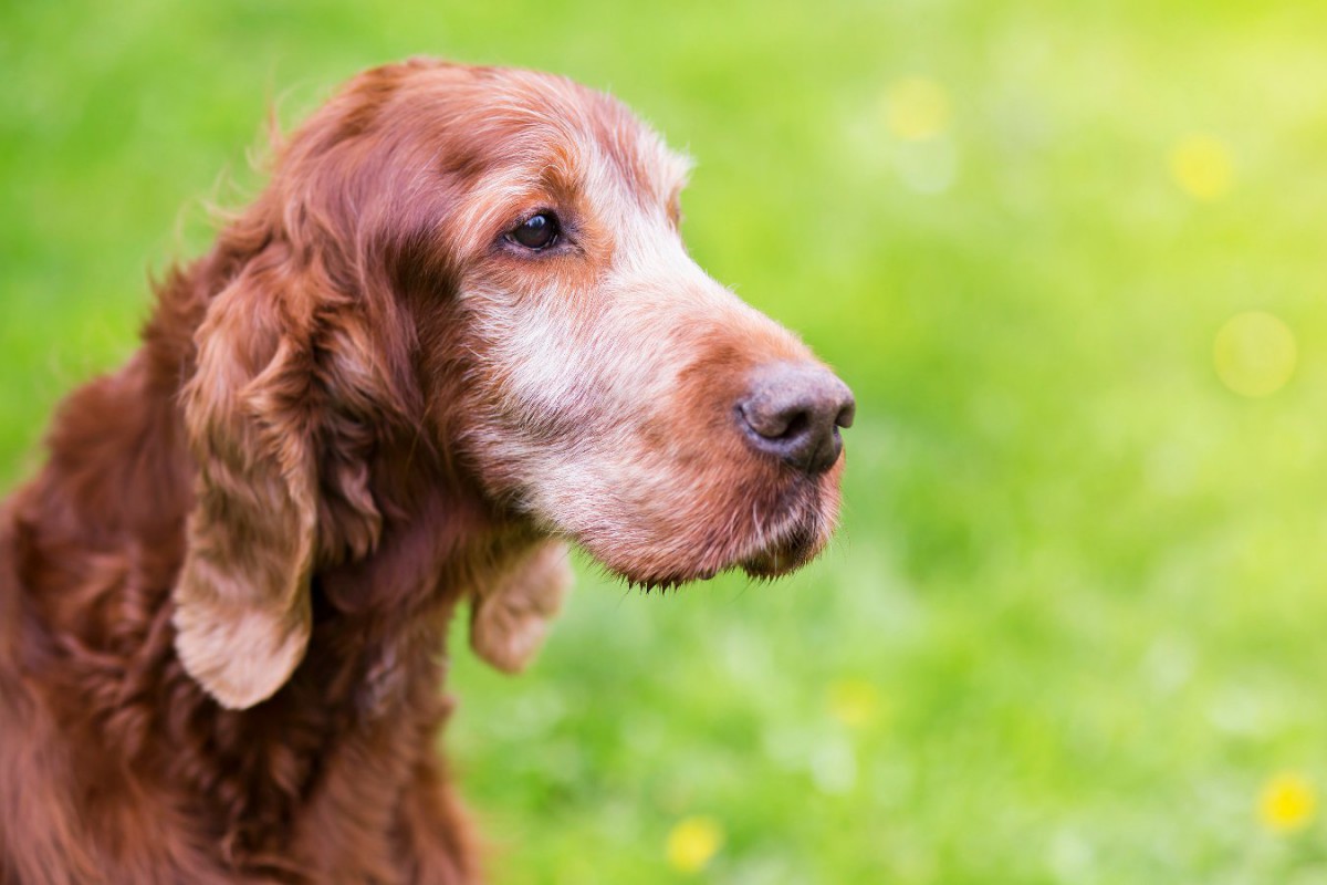 犬の長寿と人間の老化の秘密を探る研究プロジェクト